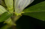 Showy gentian